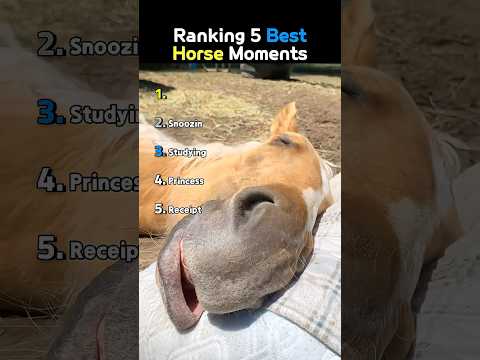 Ranking 5 Best Horse Moments