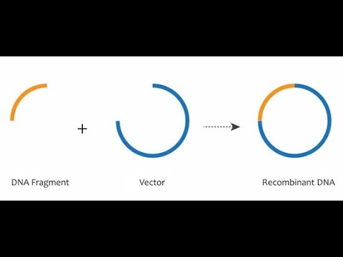 Introduction to Bioinformatics - Cloning and Sequencing