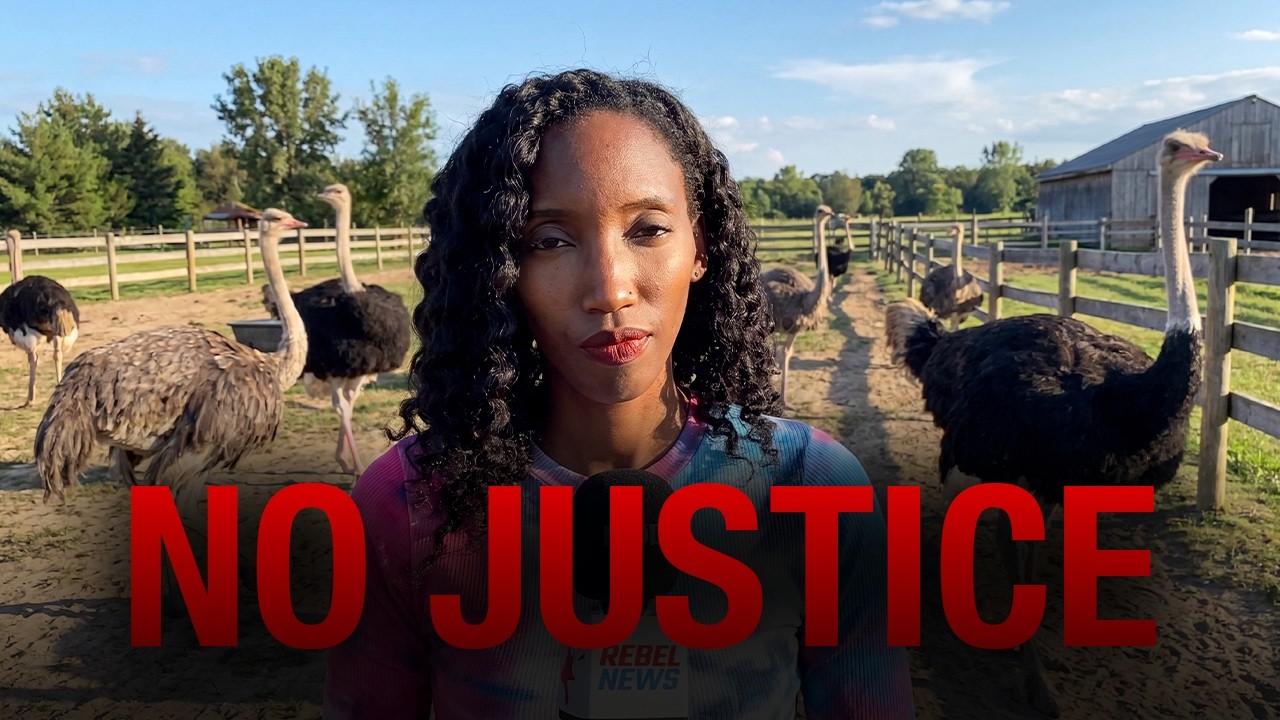 CFIA still restricting ostrich farmers seven months after destroying healthy flock