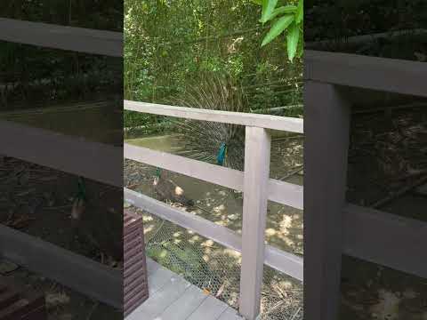Pavão no Zoológico de Shushan, cidade de Kaohsiung, TaiwanTaiwanKaohsiungZooPavão2023/7/23