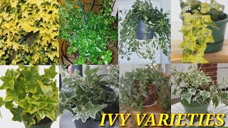 BEAUTIFUL IVY VARIETIES || NAMES OF IVY || BEAUTIFUL PLANTS