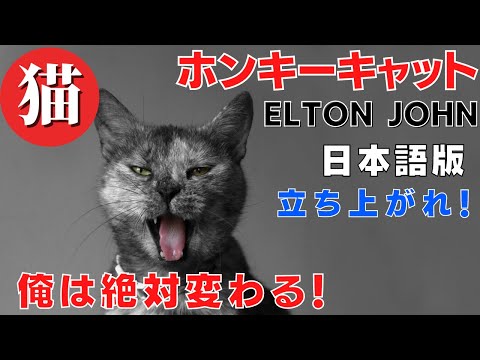 ホンキーキャット 日本語訳と解説 エルトンジョン 運命を変えてやる！ Honky Cat ｜天然石の詩 BLOG