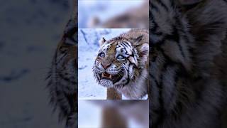 Nome: The tiger- A lenda de um velho caçador. #shorts #dicasdefilmes #filmes #melhorfilme