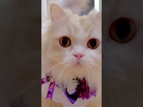 kudrat ne banaya ho ga fursat tujhe .. so pretty 😍 cat 🐈 #cats #shortvideo #youtubeshorts