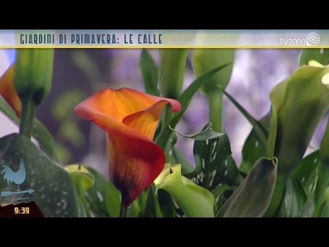 I parassiti per trattare un assenzio Piccolo verme bianco alla persona