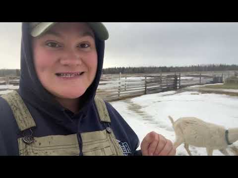 Goat Kidding Prep: Essential Tips for a Healthy Season