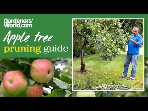 How to PRUNE APPLE TREES in summer for MORE FRUIT | David's apple pruning guide