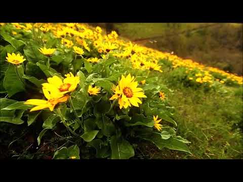 Warrior Mix 2018 Electron Dance Mix 1