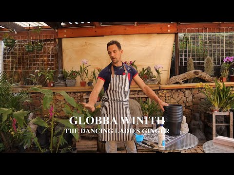 Dividing Plants with rhizomes. Globba winitii