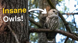 Three Species of OWLS During My First Day Birding Oregon