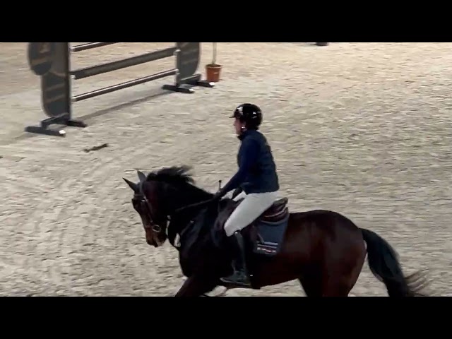 Mare Other Horse Breed For sale 2012 Bay