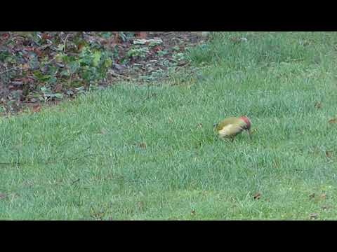 Grünspecht am 19 12  2019