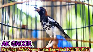 Download lagu ANIS KEMBANG GACOR NGEROL, 100% JITU RANGSANG EMOSI ANIS KEMBANG MALAS BUNYI CEPAT GACOR mp3