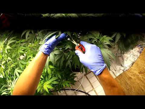 Clone Of MAC1 CAPS CUT! From clone to harvest!