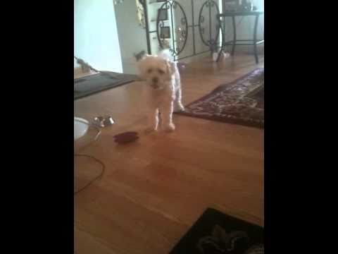 Sahiba Barking Cute !