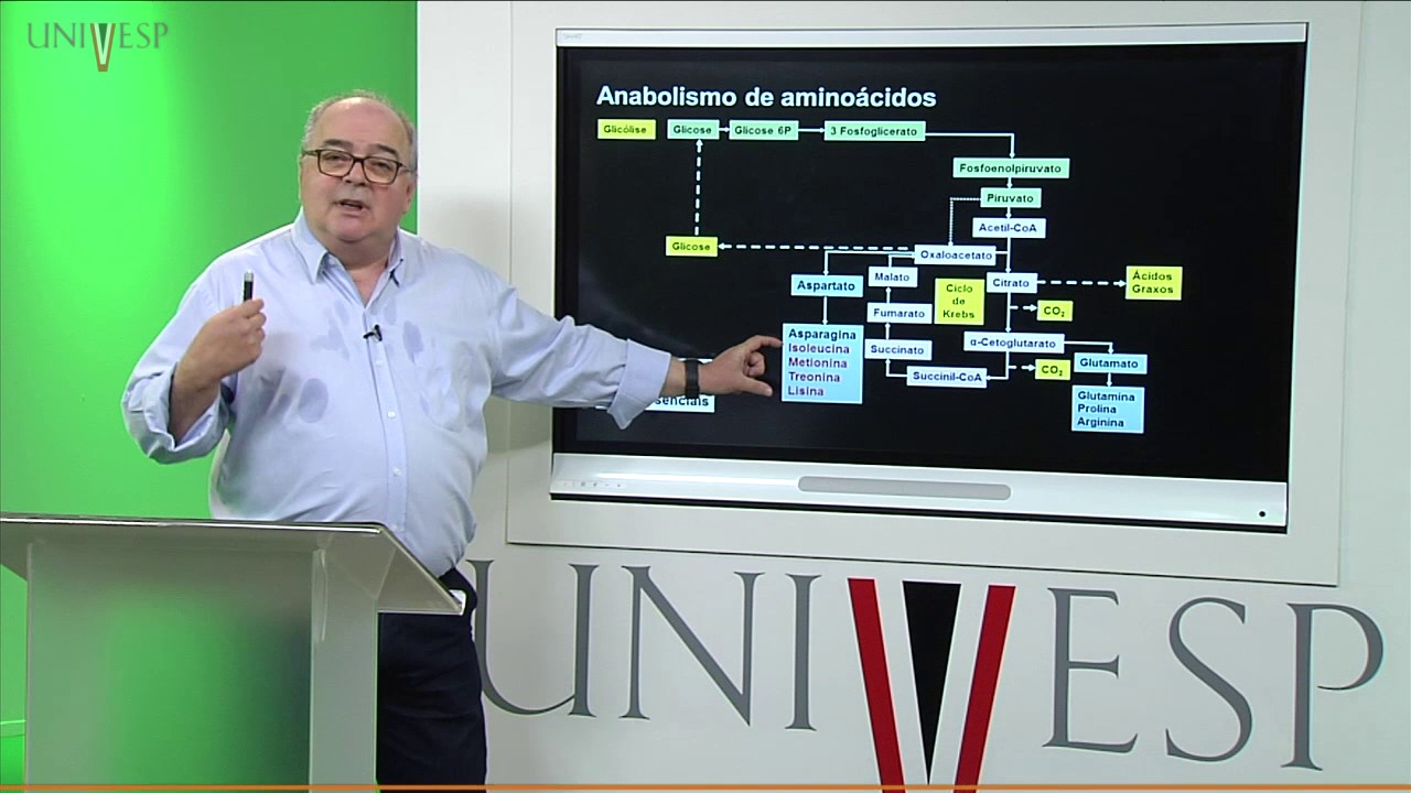 Bioquímica - Aula 20 - Biossíntese de Aminoácidos