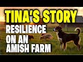 Tina The Three Legged Wonder Dog Life On An Amish Farm