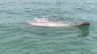 Venezia, avvistato un Pesce Luna in laguna: la scoperta dei vogatori all'Isola delle Grazie