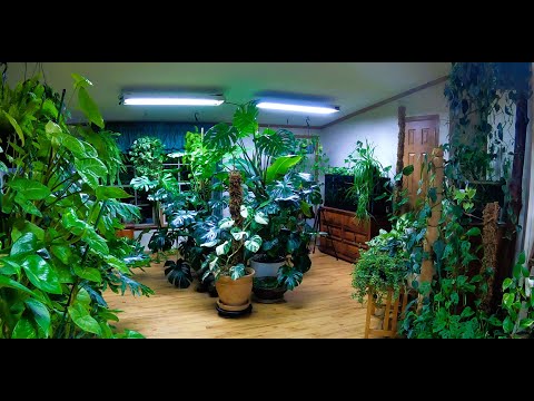 観葉植物の利点