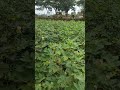 பருத்தி எடுக்கையிலே Shorts Shortsvideo Shortsfeed Goldensongs 80