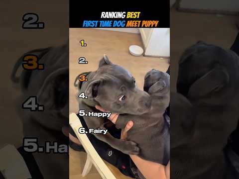 Ranking Best First Time Dog Meet Puppy