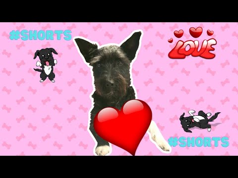 Mi PERRO solo QUIRE a su MAMI 😂 Lana #shorts