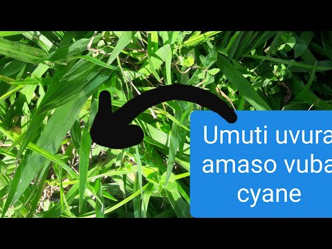 Umuti uvura amaso iminsi 2 gusa ahita akira 👌👌👌👌