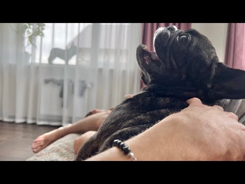 The perfect life of the French bulldog Oleg