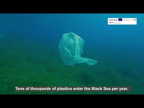 Seagrass Meadows - The Source of Life in the Black Sea