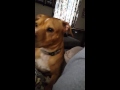 Back Talking Dog Baxter The Brat