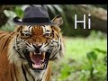 Woman Jumps Into Tiger Enclosure For The Most Stupid Reason