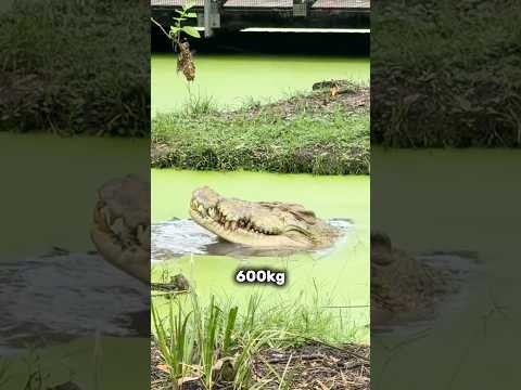 Самые большие крокодилы в мире