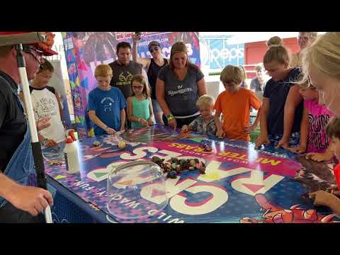 Hermit crab racing at Cool Zoo and Mister Crabs