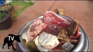Download lagu Sasha the German Shepherd Pitbull eating her Prey Model Raw Diet | Mukbang & ASMR mp3 Download lagu Sasha the German Shepherd Pitbull eating her Prey Model Raw Diet | Mukbang & ASMR mp3