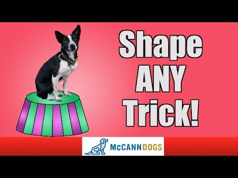 Learn How To Teach The Coolest Dog Tricks Using Shaping