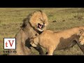 Four Lionesses Defend Their Cubs From Male Lion Masai Mara Kenya
