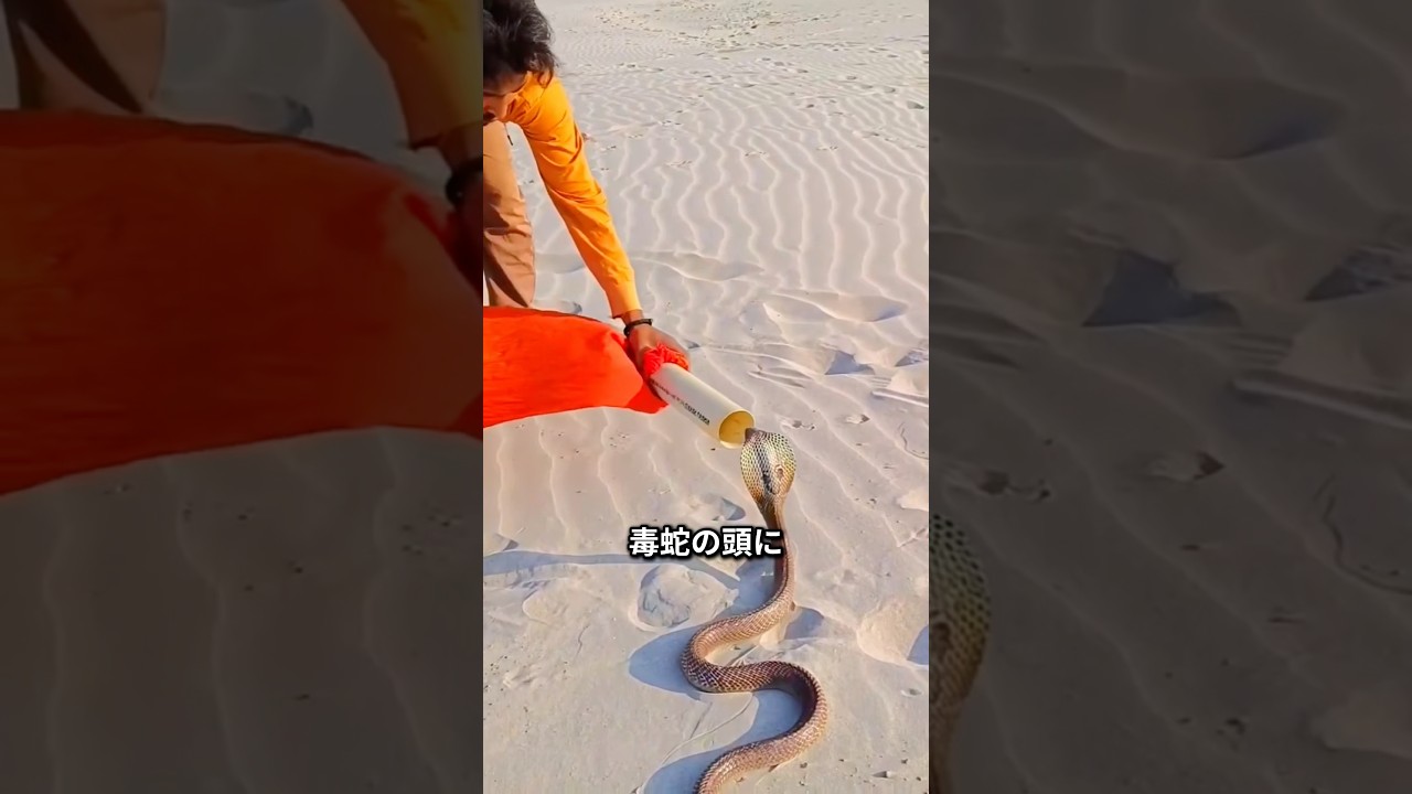 ヘビの隠れる本能