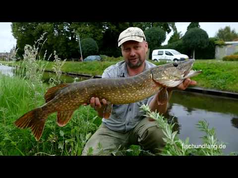 Matze Koch: Wild Late Summer Pike - Matze's Antics 09-2017