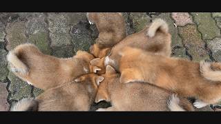 じいちゃんの秋田犬【大家族編】#52　順番