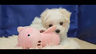 マルチーズの動画01