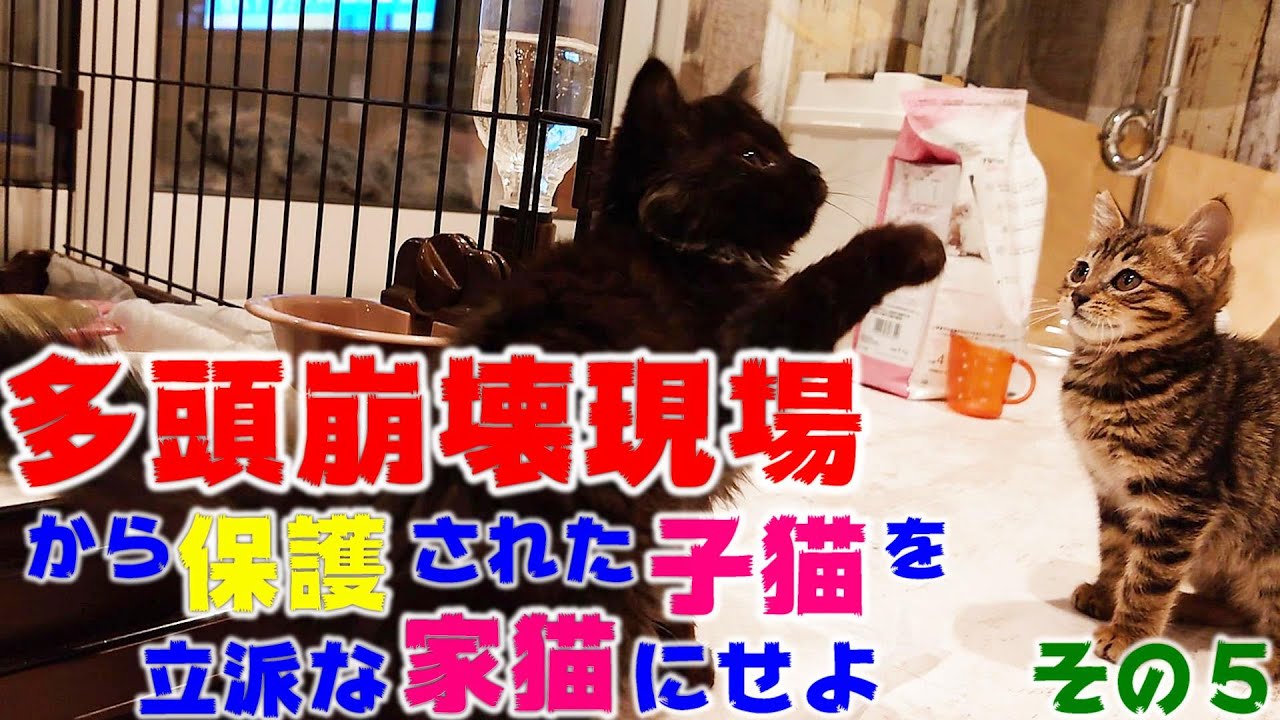 多頭崩壊現場から保護された子猫とケージの外で遊んで遊んでみる　多頭崩壊現場から保護された子猫を立派な家猫に育て上げてみる　その５
