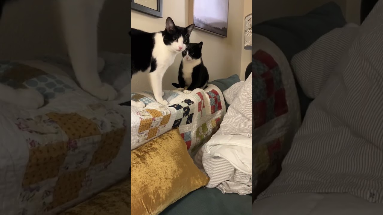 Tito aka Tux, Bonded to Miki, a Adoptable Domestic Short Hair in Renton , WA video 5/6