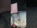 Video Thumbnail for #hashtag Monster Hybrid Carp.