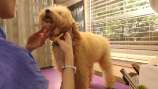 Animal's Facial Trim