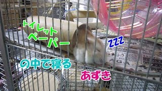あずき(3F)トイレットペーパーの芯の中で寝るジャンガリアンハムスター