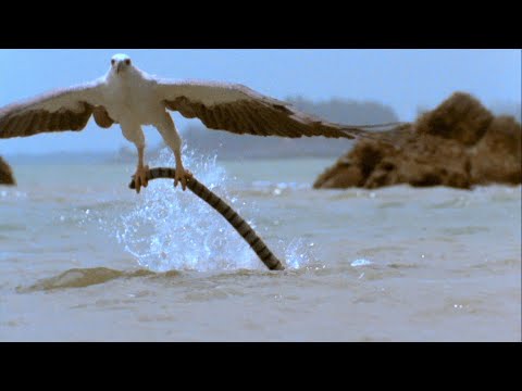 Aquila contro serpente velenoso