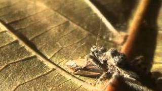 Coranus aegypticus predating Homoptera sp.