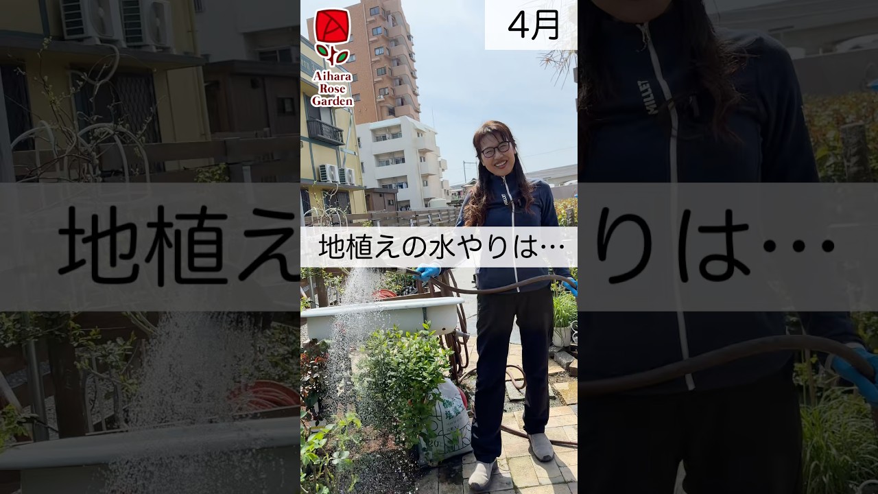 地植えの水やりは… #相原バラ園 #バラ #バラ園 #バラ栽培