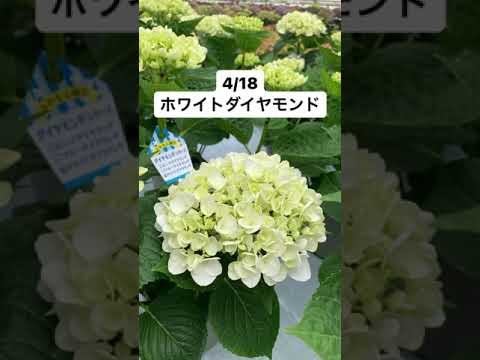 マルチングは何のためにあるのですか？