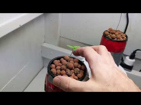 At Home DIY Marijuana MicroGrow Journal 5: Super Seedlings Week 3